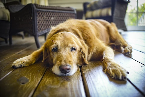 7 Things That Change as Senior Dogs Get Older